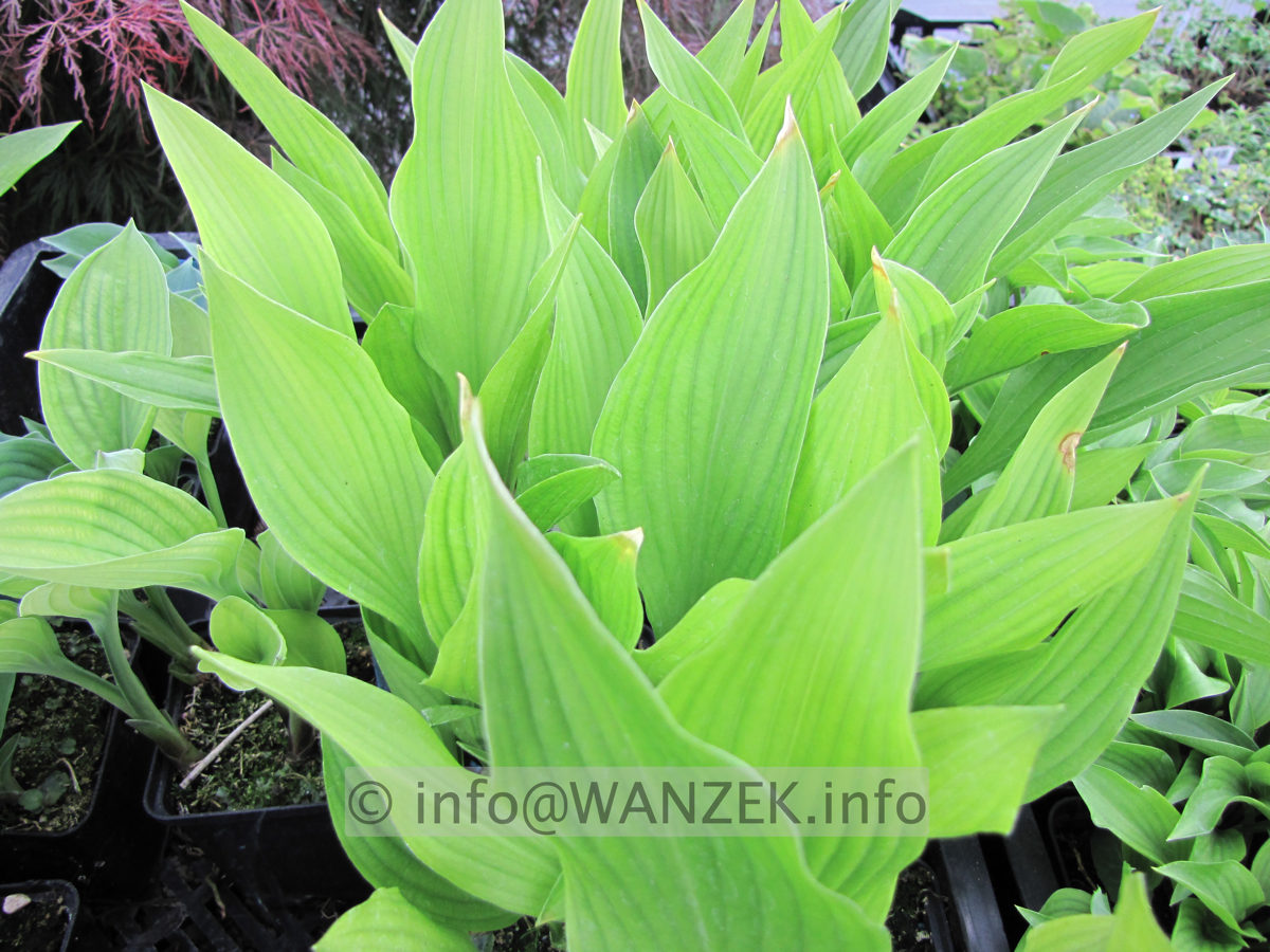 Hosta rectifolia Alba 08.JPG